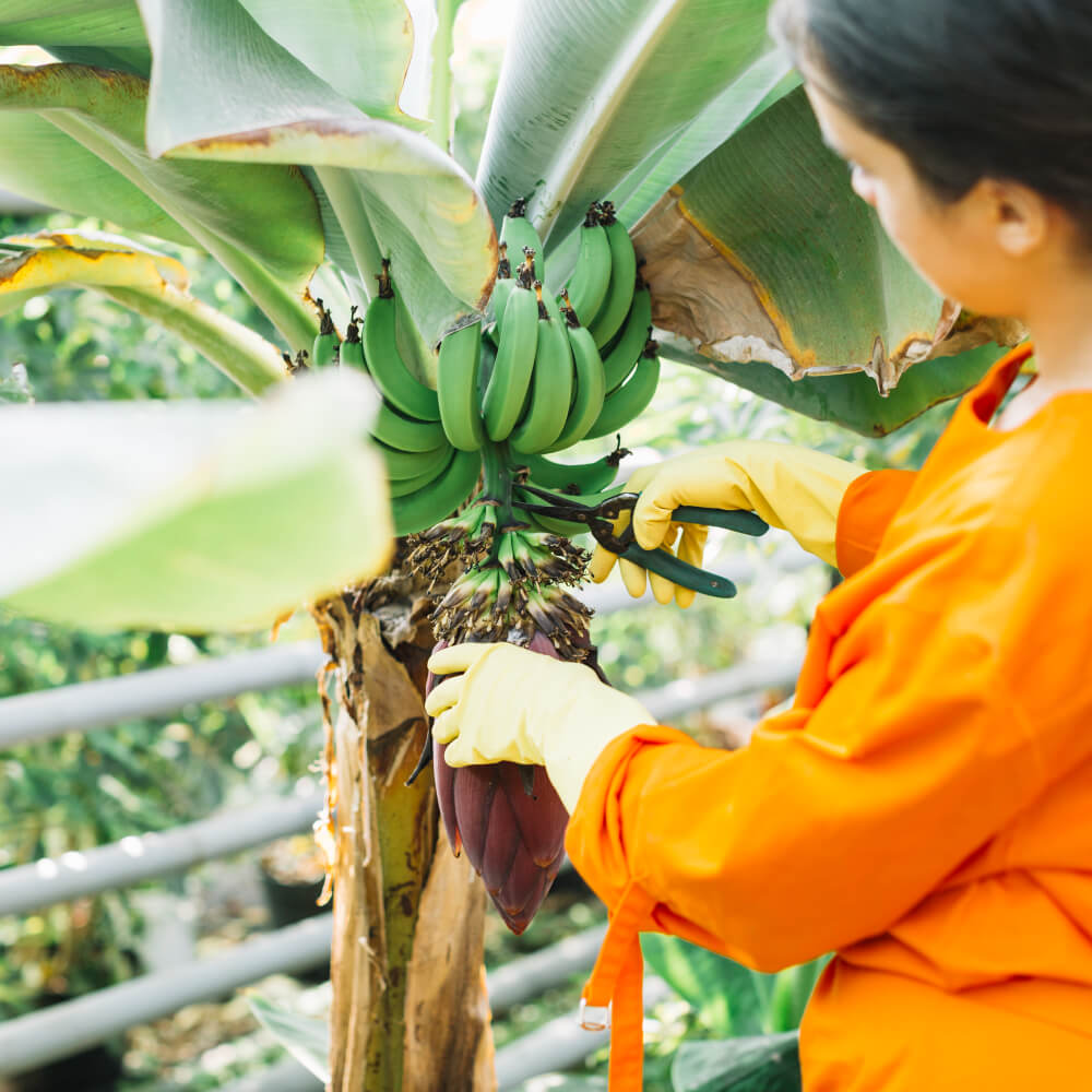 Leading suppliers of cavendish bananas
